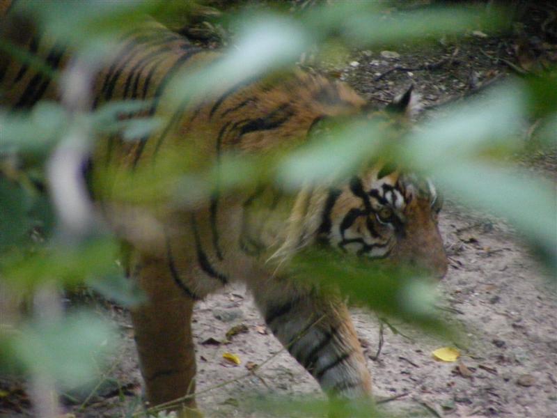 Jess2ndBDay_DALZoo (160) (Medium).JPG - More of Daddy's artsy stuff. (Cool pic of the big kitty though!?)